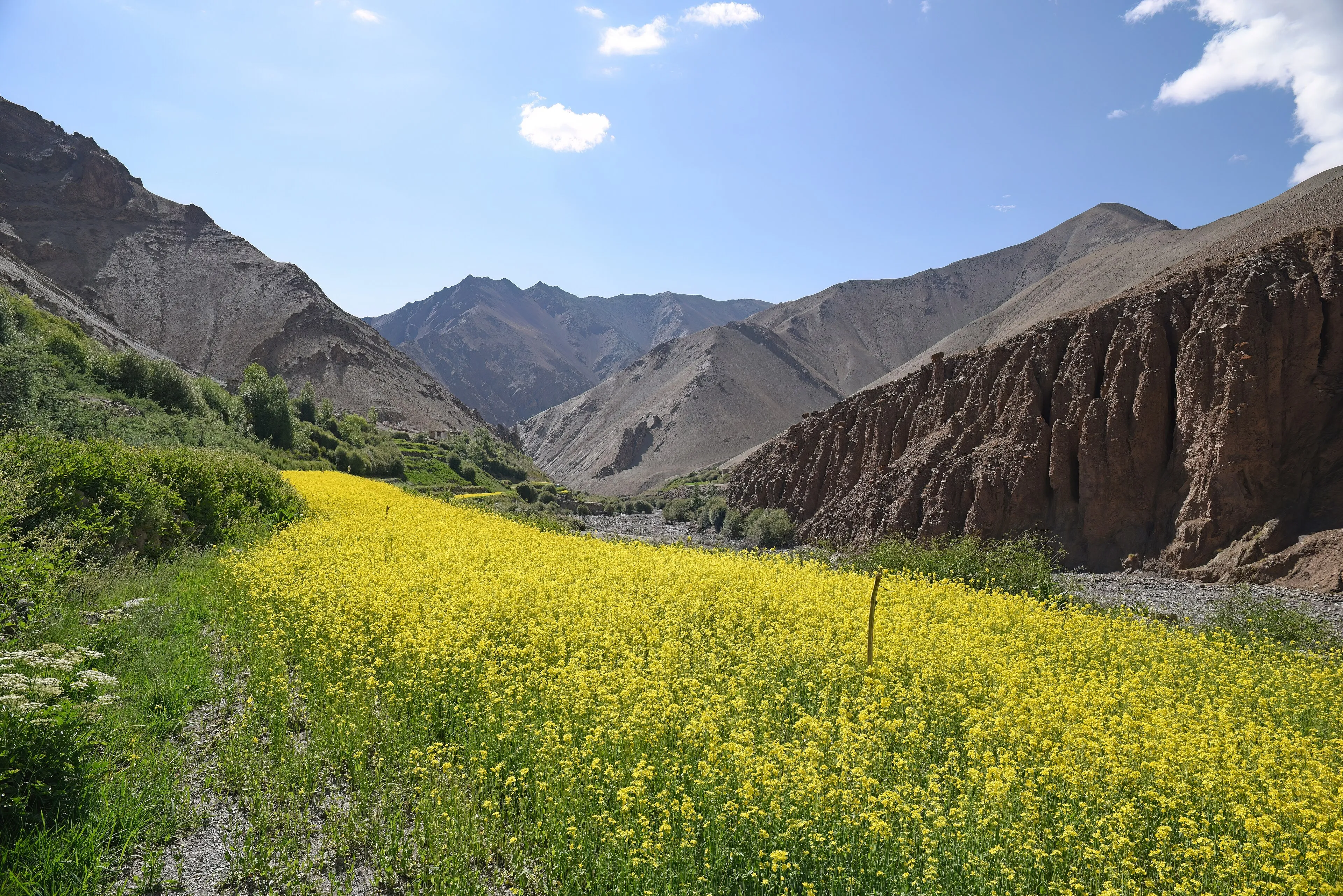 Mustard field glowing at golden hour